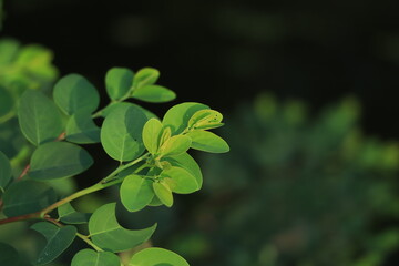 Breynia retusa plant in selective focus