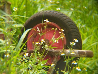 Abandoned tires overgrown with grass