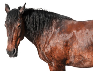 Beautiful brown horse on white background