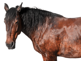 Beautiful brown horse on white background