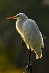 great white egret