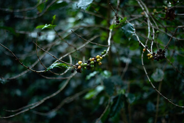 caterpillar on a leaf