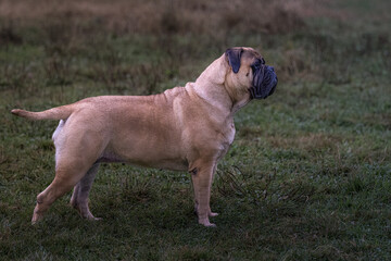 2022-11-11 PROFILE OF A MATURE BULLMASTIFF STANDING IN A MEADOW AT A OFF LEASH DOG PARK IN REDMOND WASHINGTON