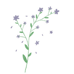 Obraz na płótnie Canvas Violet flowers isolated on white background