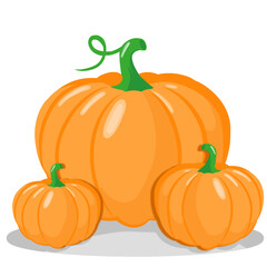 fresh pumpkin vegetable illustration
