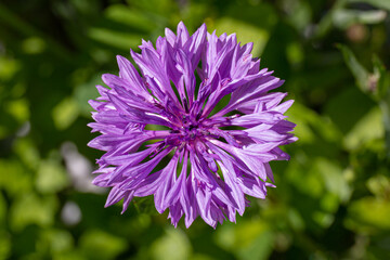 Purple cornflower
