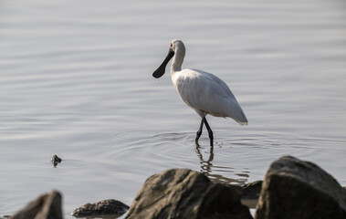 a Black-faced spoonbill in the water