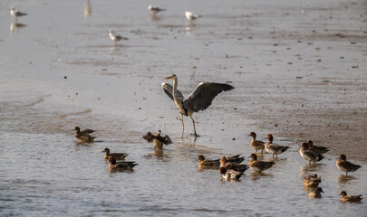a standing great egret with widgeon flocks around