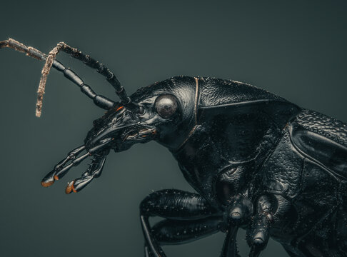 Macrophotography of a black Ground Beetle (Carabus coriaceus). Extremely close-up portrait and details.