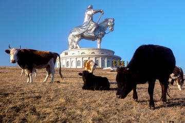 Grazing cows in the fields of Mongolia