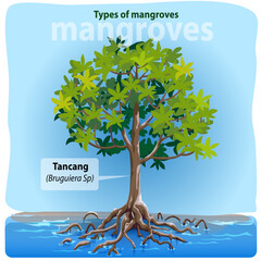 Vector illustration, Tancang or bruguiera sp is one of the most common types of mangroves in Indonesia.