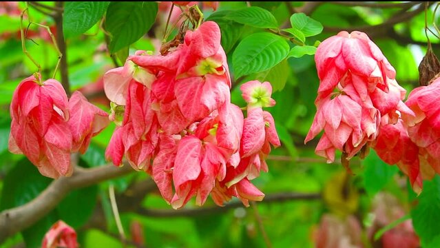 Mussaenda alicia or Dona Luz or Dona Alicia is light pink flower on the green garden