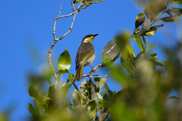 Mangrove Honeyeater -Lichenostomus fasciogularis- perched thick bushes looking over its shoulder sunlight blue sky