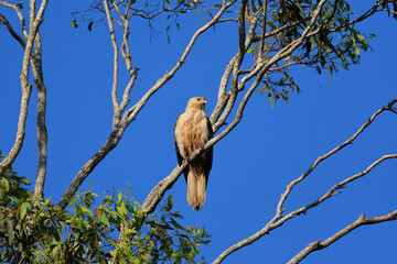 Australian adult Whistling Kite -Haliastur sphenurus- perched tree branch morning sunlight blue sky...