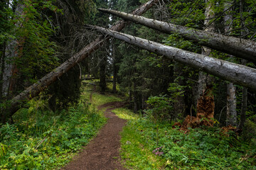 A hiking trail in the mountains going into the distance through old fallen trees and a living forest