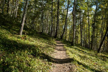 A hiking trail in the mountains going into the distance through old fallen trees and a living forest