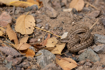 The snake is lying on the ground, its color merges with the surrounding space.