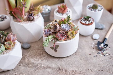 pots with groups of houseplants on concrete table - Echeveria and Pachyveria opalina Succulents