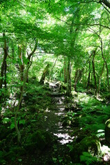 fresh green forest in the refreshing sunlight