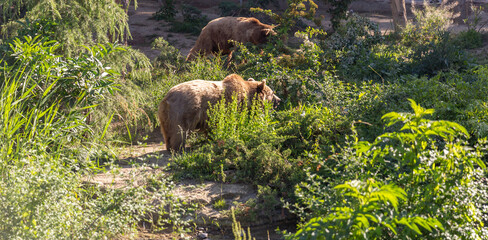 brown bear on the meadow