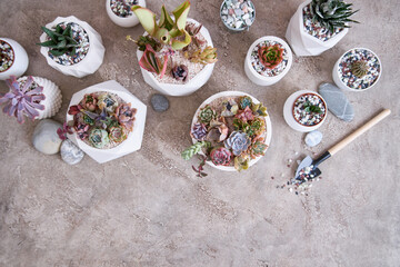 pots with groups of houseplants on concrete table - Echeveria and Pachyveria opalina Succulents