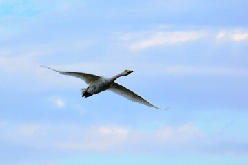 Soaring swans, Oct 23rd, 2022