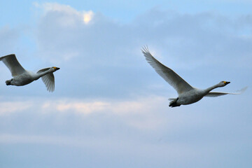 Soaring swans, Oct 23rd, 2022