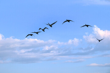 Soaring swans, Oct 23rd, 2022