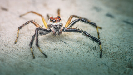 Close up a colorful jumping spider on cement floor, Selective focus, macro shot, Thailand.