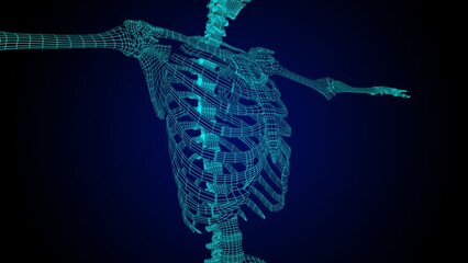 Rib cage anatomy 3D Illustration with wire frame skeleton