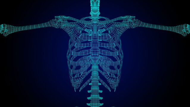Rib cage anatomy 3D Illustration with wire frame skeleton