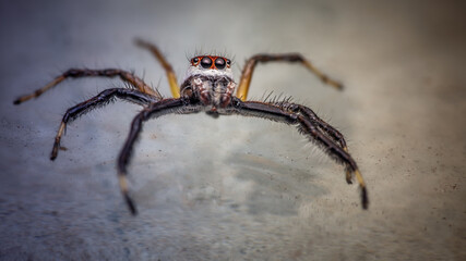 Close up a colorful jumping spider on cement floor, Selective focus, macro shot, Thailand.