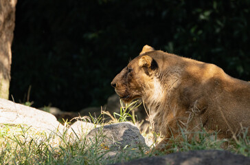 木陰で休む動物園のライオン