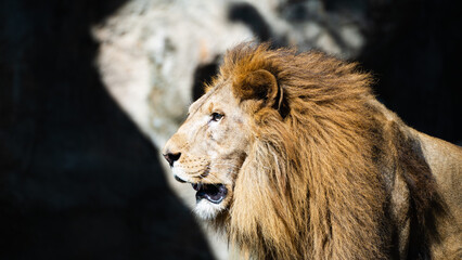 Fototapeta na wymiar 遠くを見つめる動物園の雄ライオン