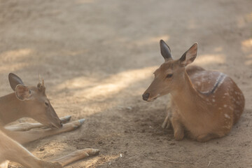 roe deer in the woods