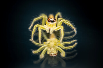 Close up of yellow jumping spider on mirror surface, Mirror reflection, Thailand, Selective focus, Macro shot.