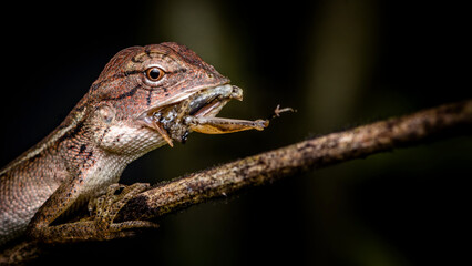 Macro shot of Chameleon eating insect on branch, Thailand, Natural background, Selective focus.