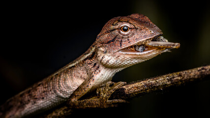 Macro shot of Chameleon eating insect on branch, Thailand, Natural background, Selective focus.