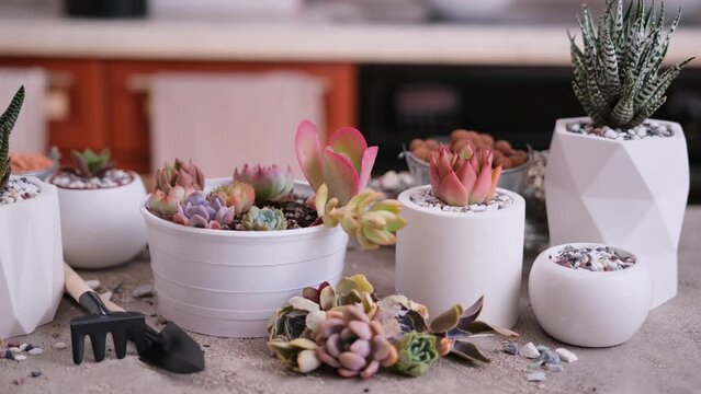 Group of Echeveria and Pachyveria opalina Succulent rooted cutting Plants on concrete table ready for planting
