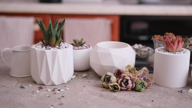 Group of Echeveria and Pachyveria opalina Succulent rooted cutting Plants on concrete table ready for planting