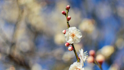 日本の風景、White plum blossoms in full bloom Plum blossoms and beautiful blue sky New Year's winter image Japan Japanese style Background material