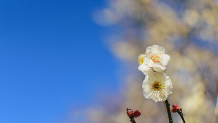 White plum blossoms in full bloom Plum blossoms and beautiful blue sky New Year's winter image...