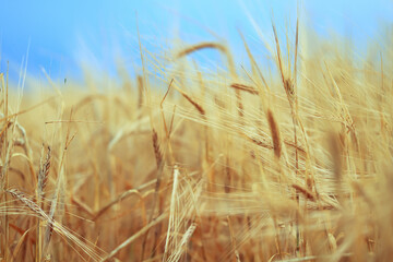 Fototapeta premium grain harvest background crisis farming
