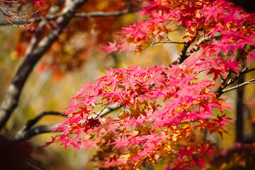 紅葉の葉をクローズアップ	