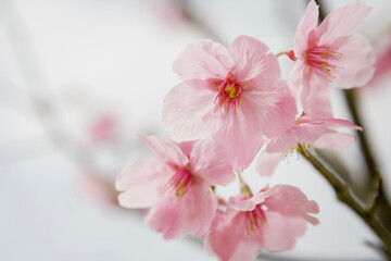 早咲き種の陽光桜をクローズアップ	