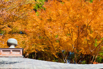 鎮国寺頂峯院 大師堂の秋の風景	