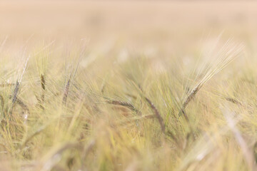 grain harvest background crisis farming