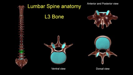 Lumbar spine L 3 bone anatomy for medical concept 3D Illustration