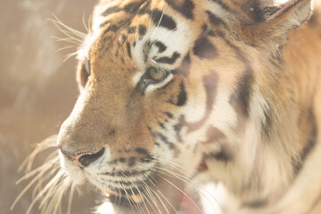 close up of a tiger