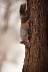 squirrel in the wildlife park rodent autumn